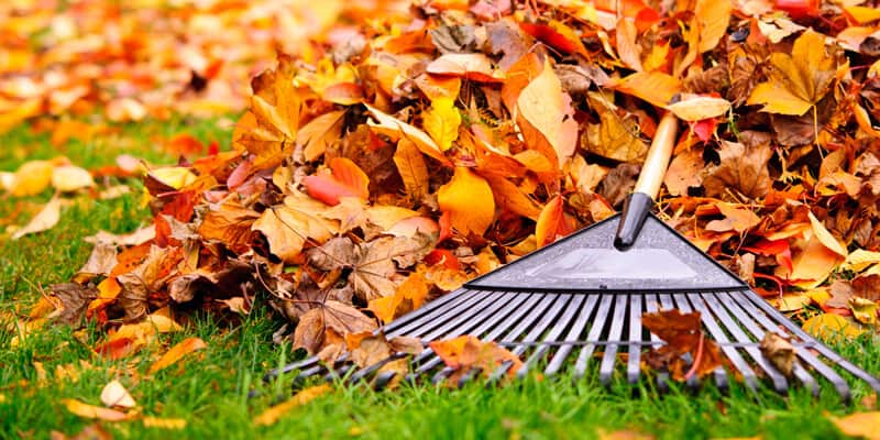 Leaf Cleanup Services in Derry Nh