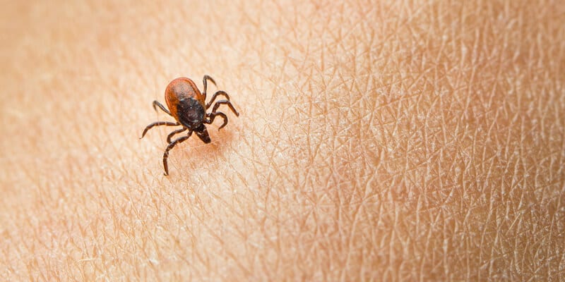 A situation we can prevent with tick control services in Windham, NH