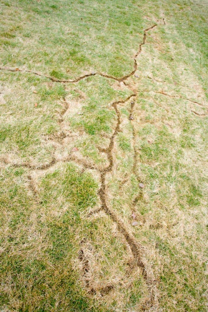 lawn damage from field mice