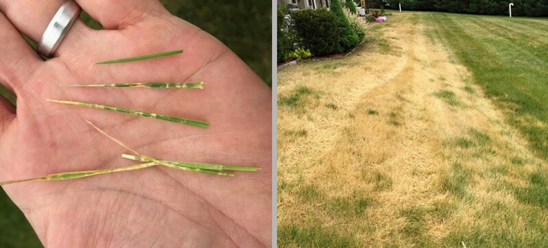 Leaf Spot on Grass hand holding grass leaves
