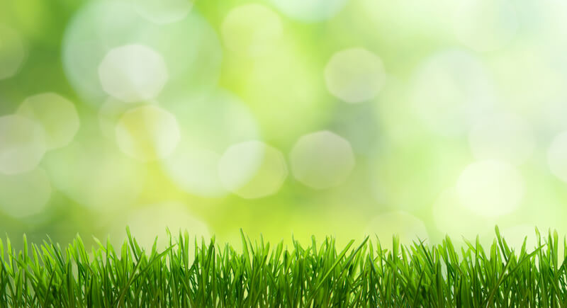 Turfgrass absorbing carbon from the atmosphere