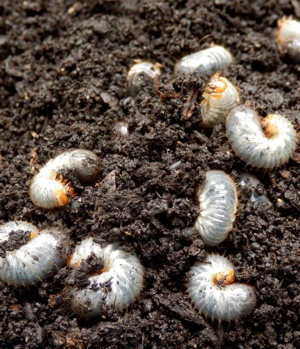 Closeup of white grubs in soil