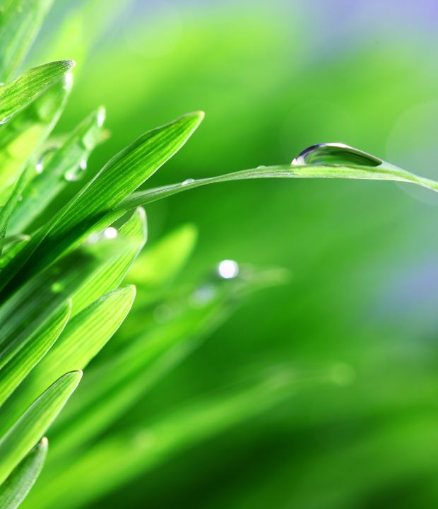 Water droplets on grass