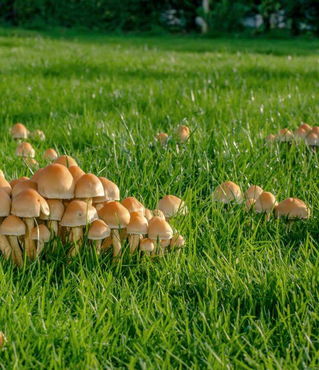 Closeup of mushrooms in a lawn