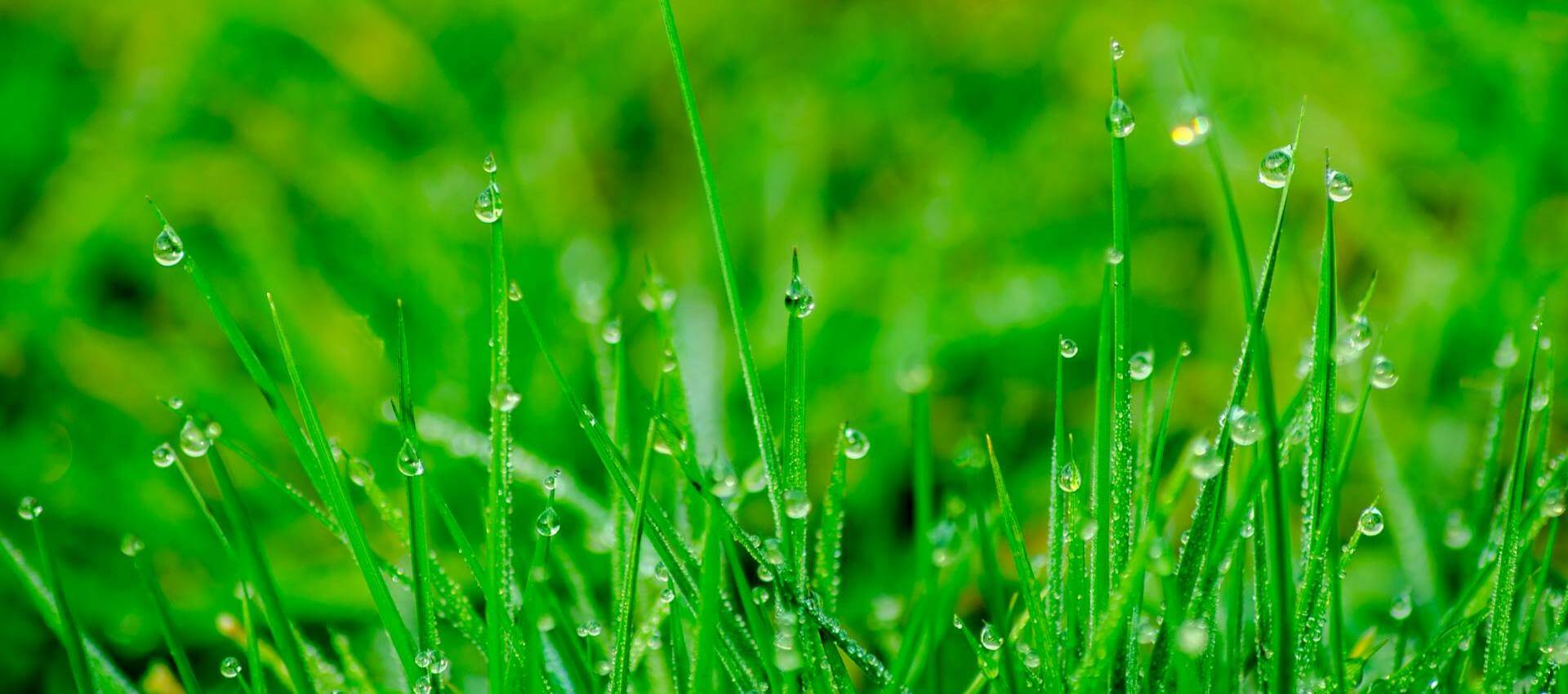 Close-up of green grass blades with water droplets, highlighting moisture management for healthy lawns.