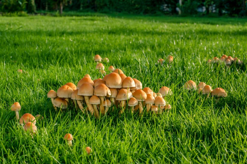 Lawn diseases and mushrooms growing in a Southern NH lawn.