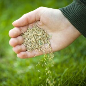 hand spreading grass seed