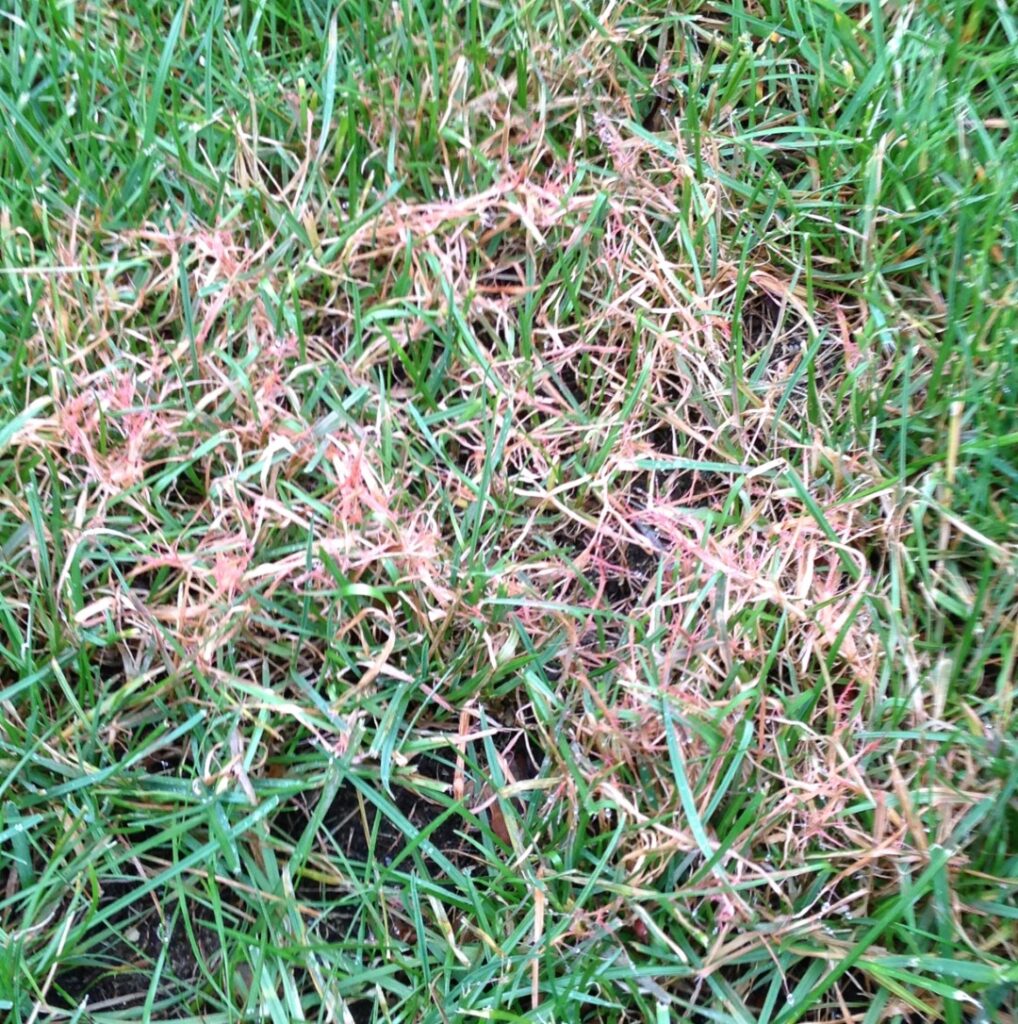 Red thread disease patch on grass