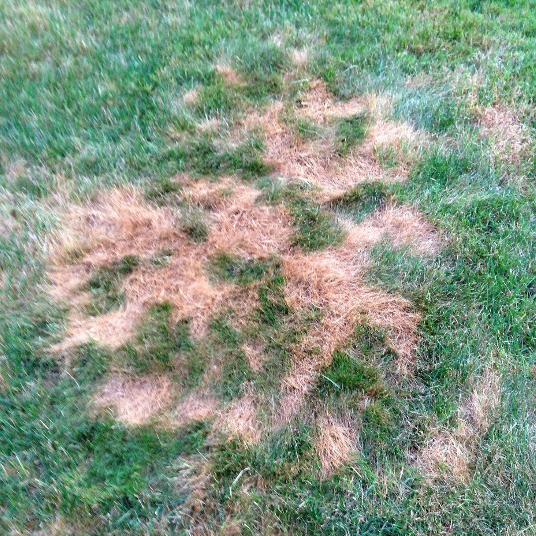 dollar spot lawn fungus