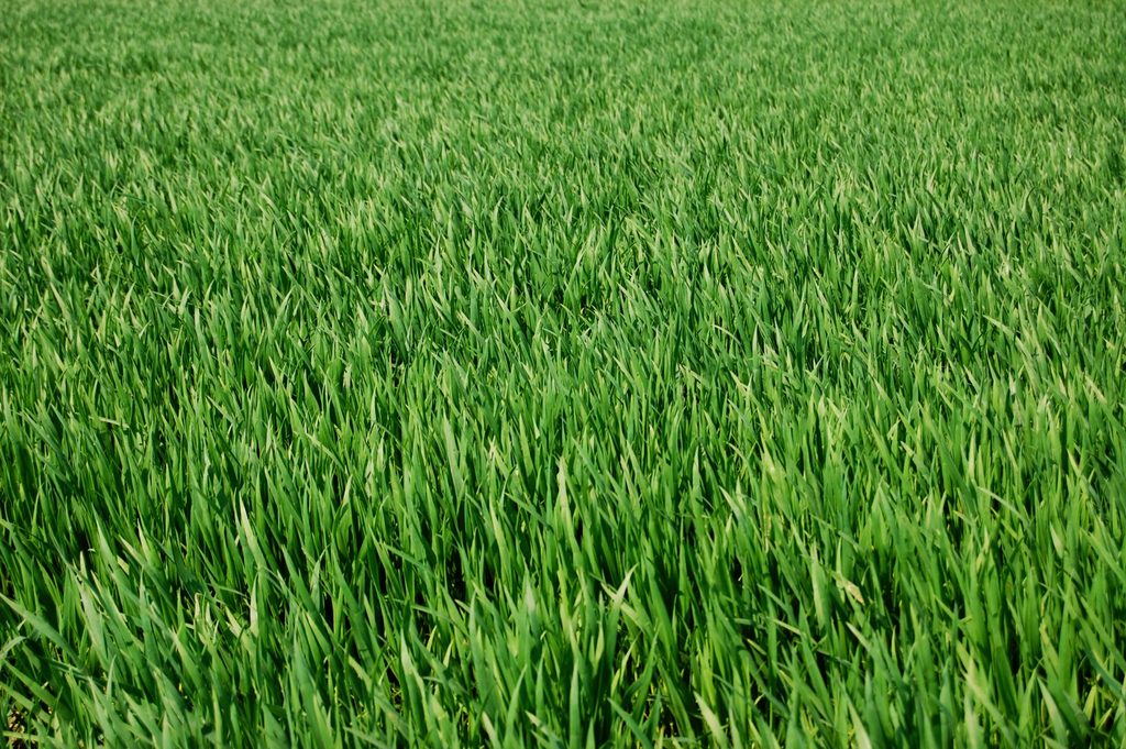 thick green turf grass