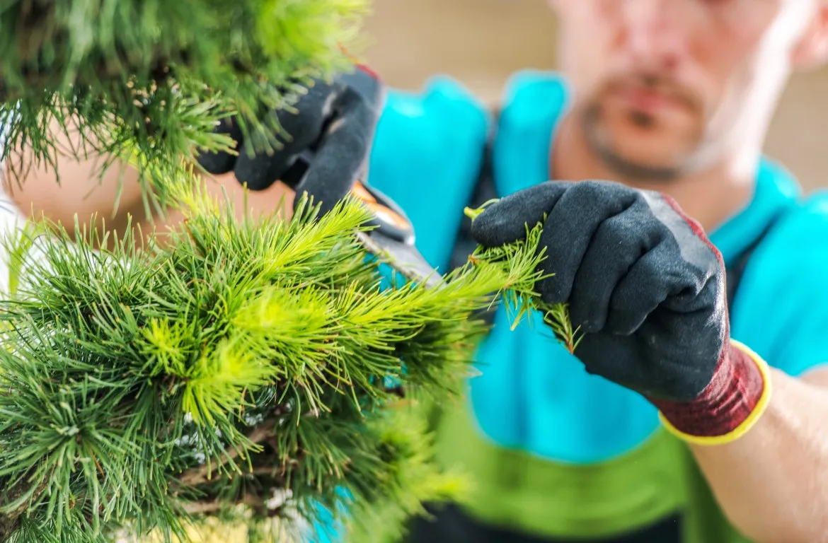 arborist inspecting a plant for insects