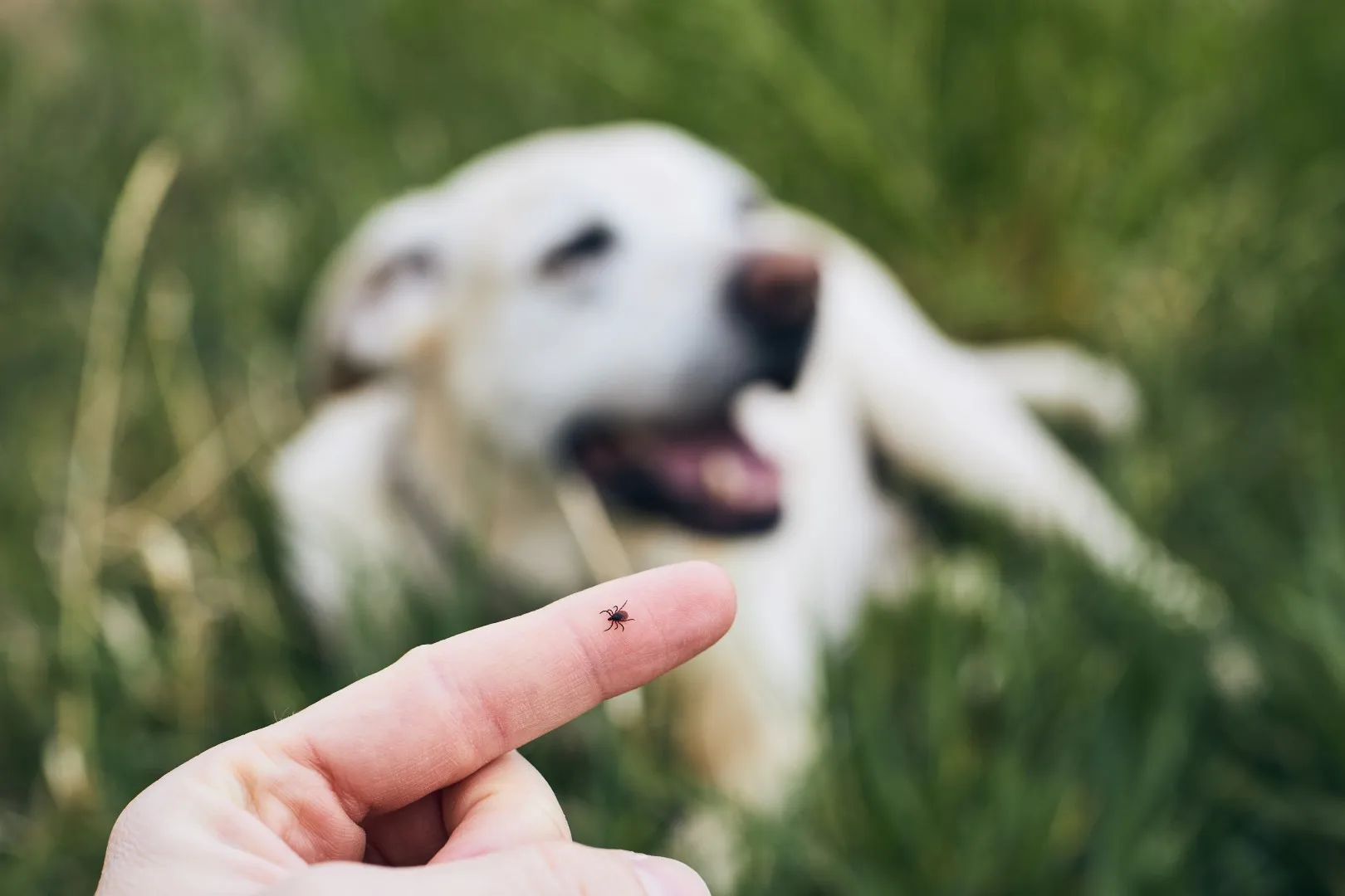dog tick found in lawn