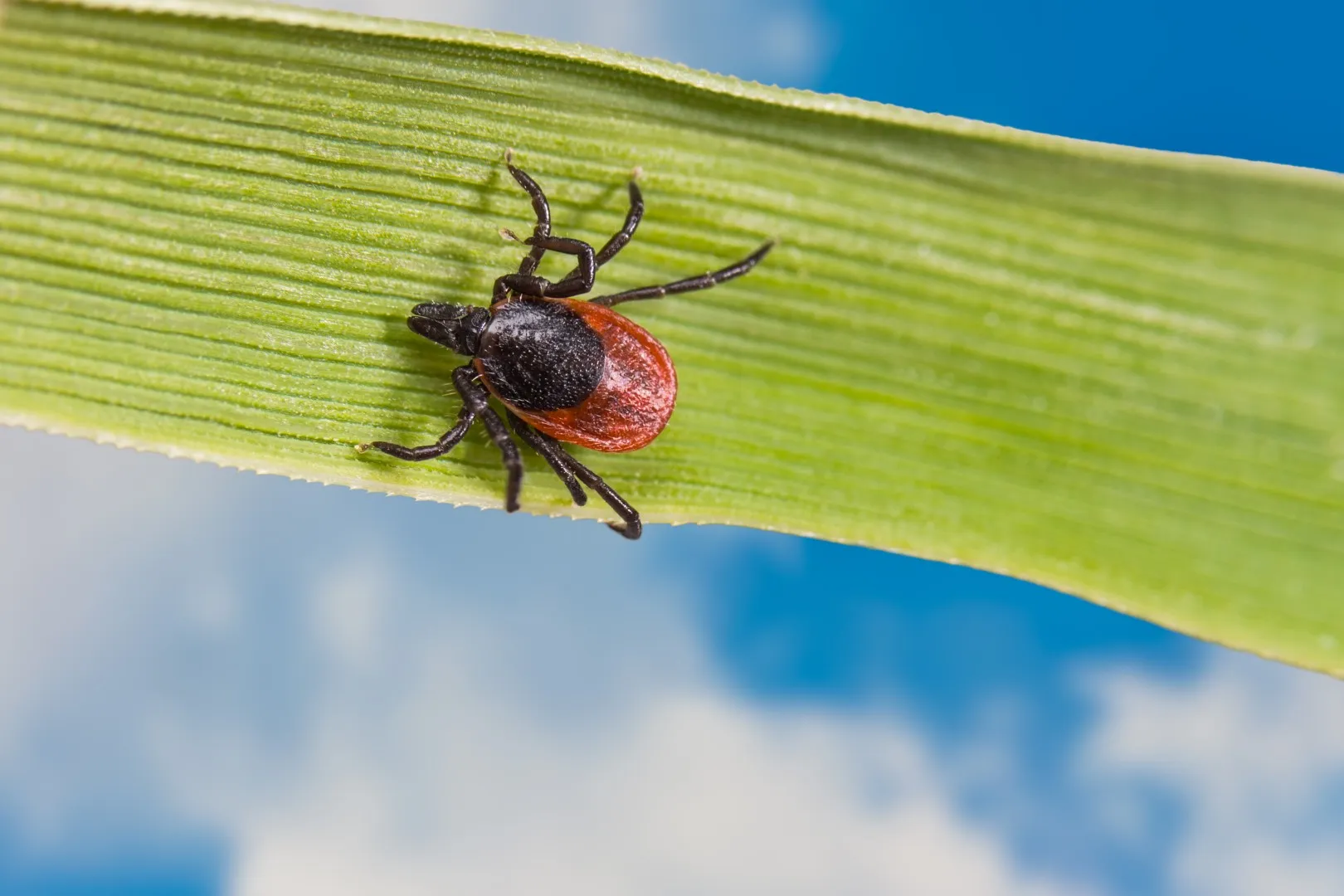 tick on a blade of grass