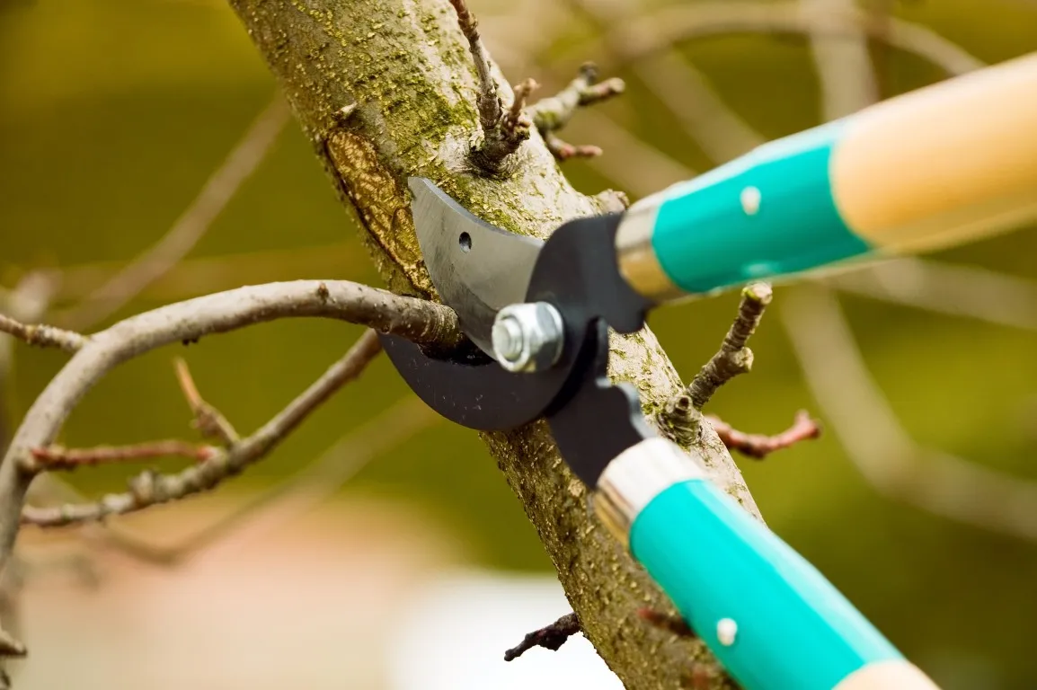 loppers cutting a branch