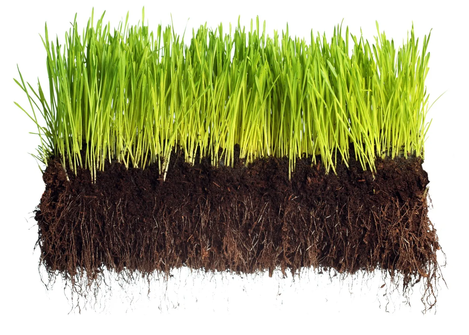 cut away view of turfgrass