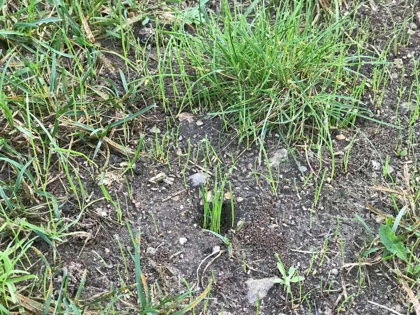grass seed sprouting