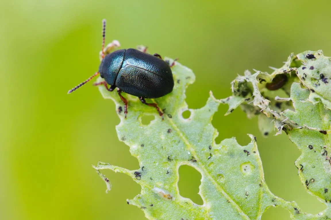 bug eating a leaf