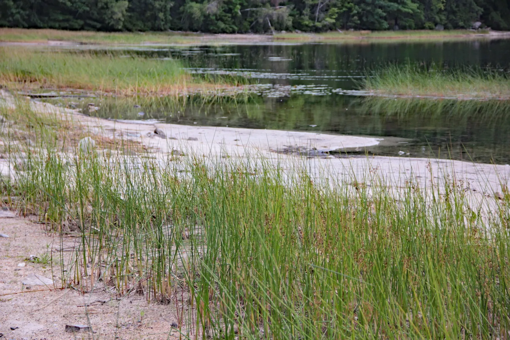 standing water during drought