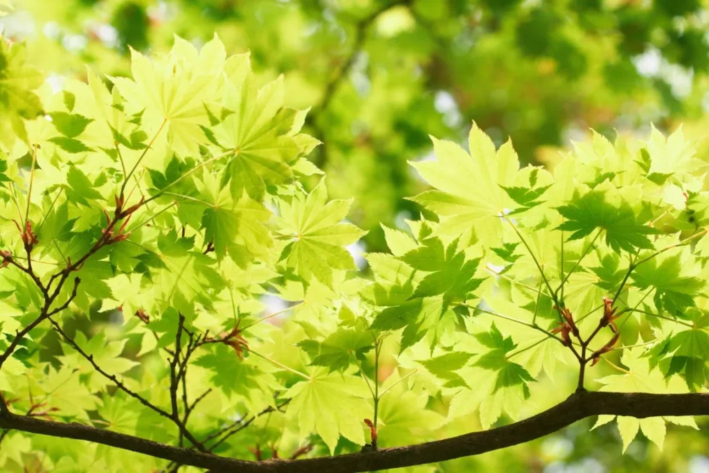 maple leaves dappled un sunlight