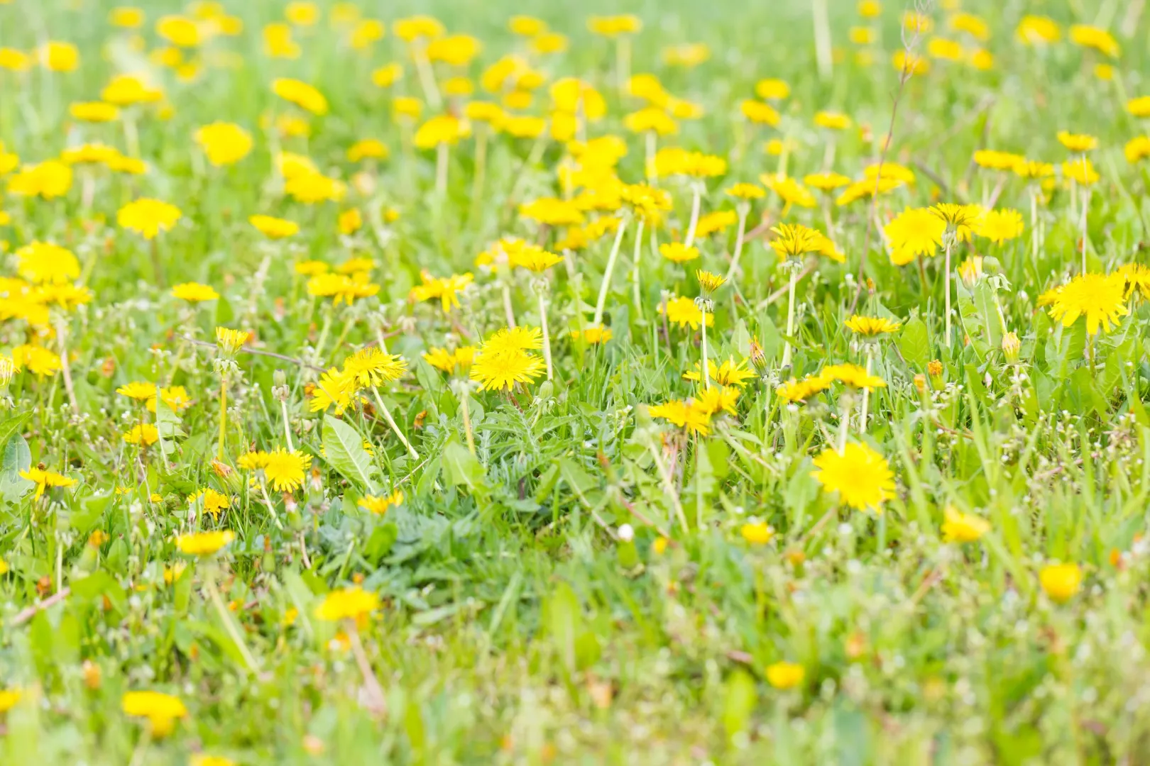 Dandelions in lawn