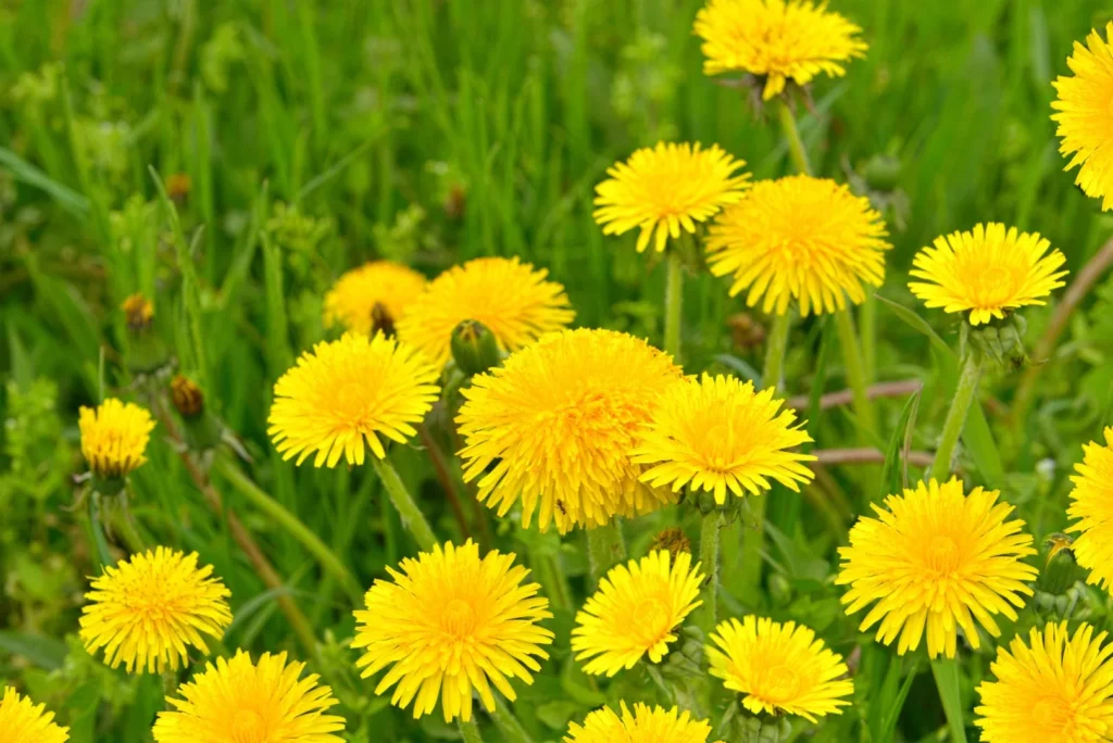 dandelion flowers in lawn