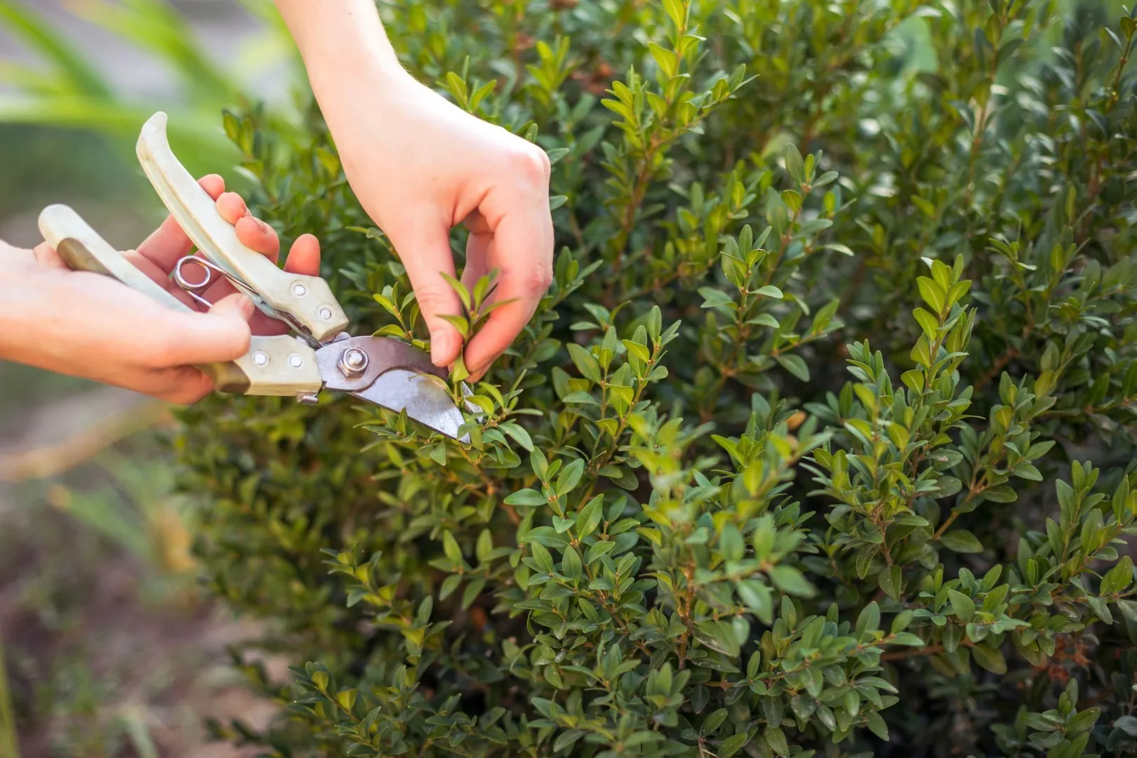 selective pruning of a boxwood shrub