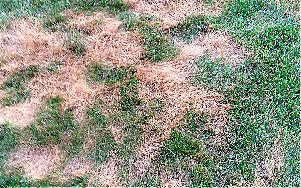 dollar spot fungus in grass