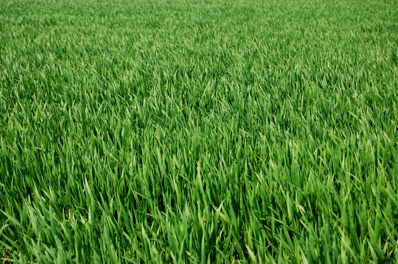 well-fertilized green grass