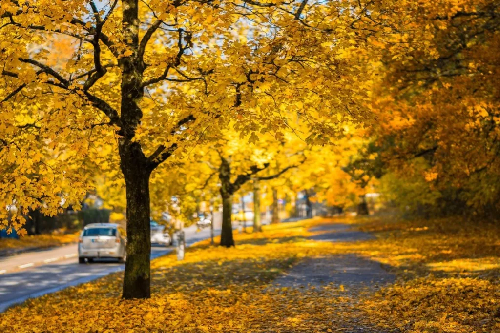 yellow tree foliage