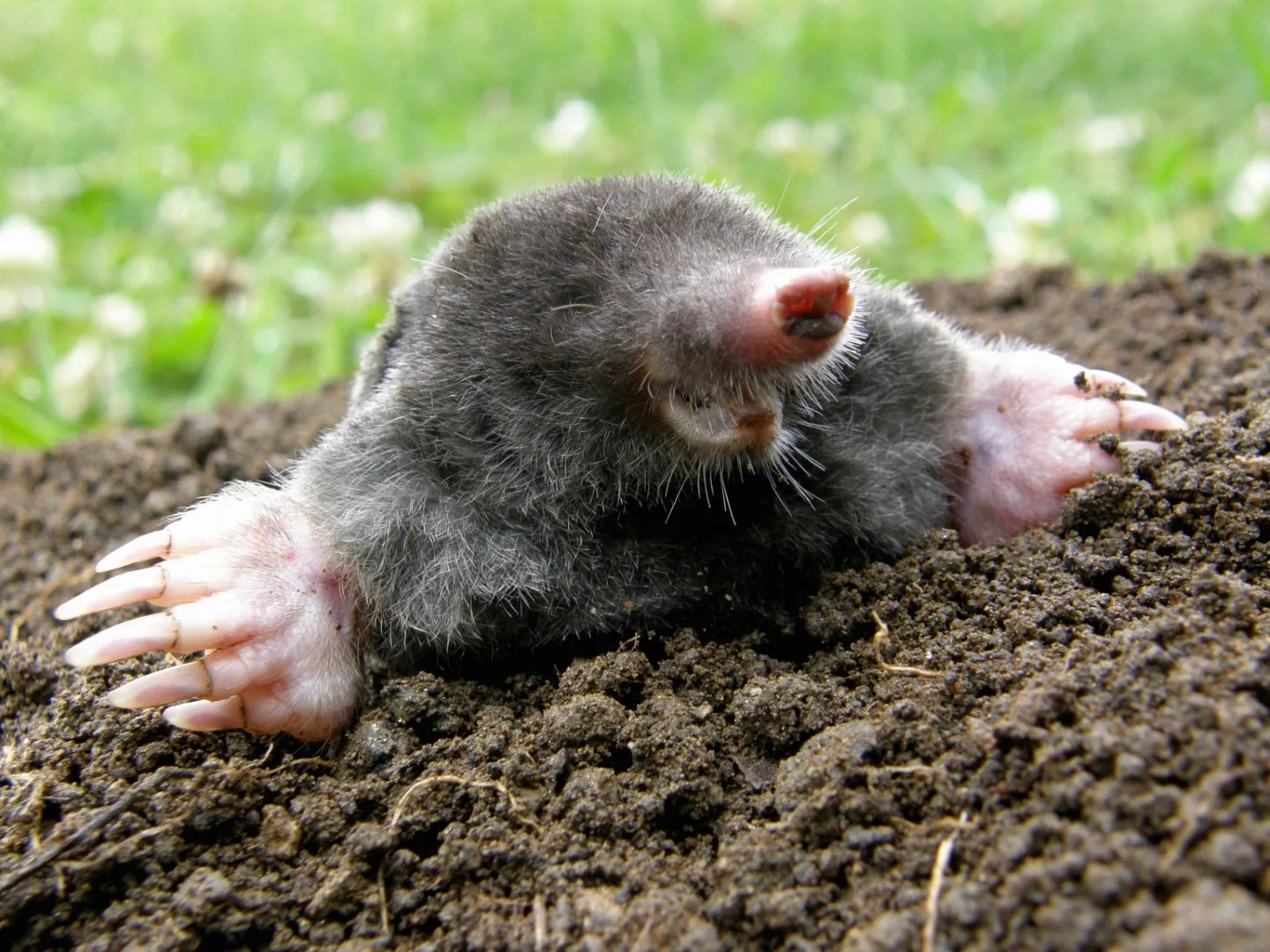 rodent burrowing in a lawn