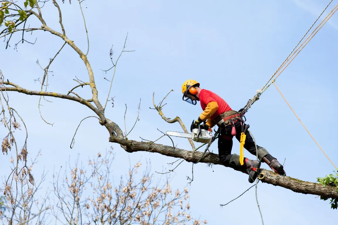 tree climber with safety gear