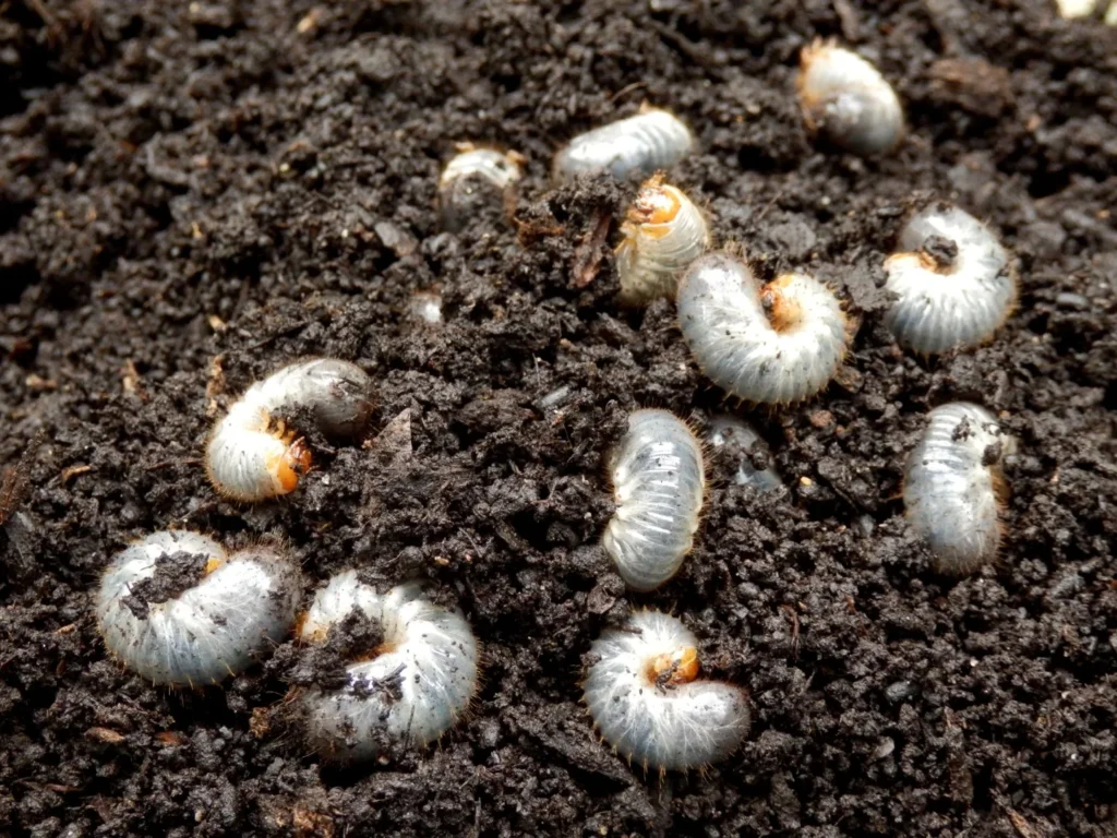 white grubs in topsoil