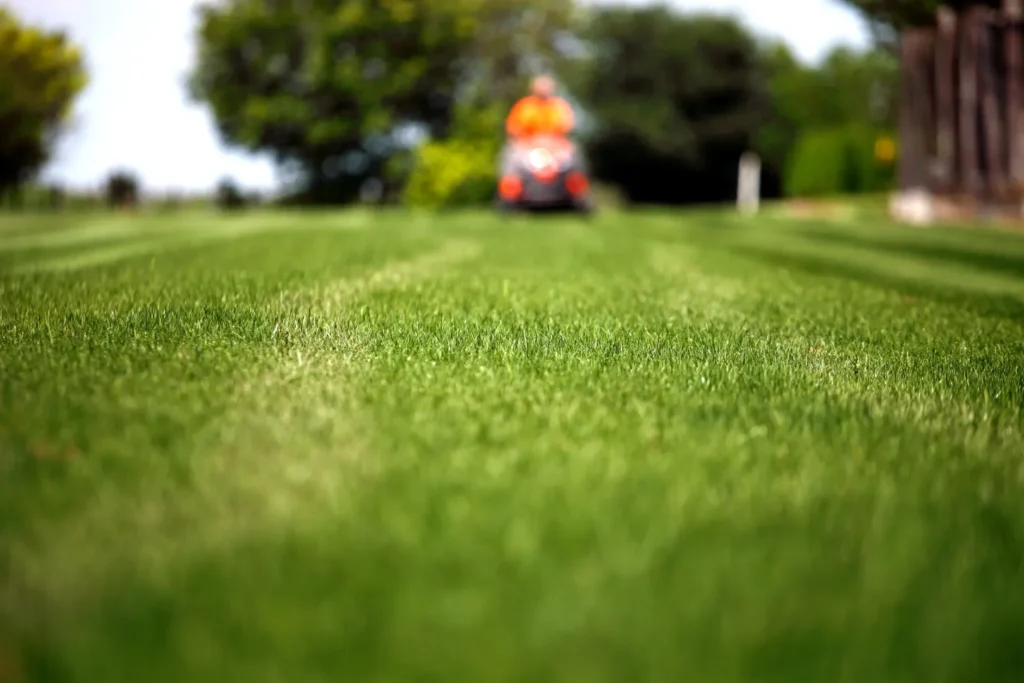 heat stressed lawn in summer